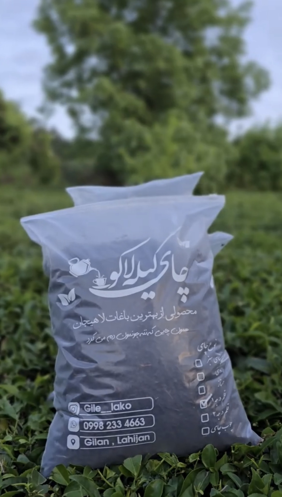 چای بهاره قلم درجه یک گیله لاکو